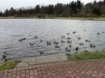 Wartende Enten auf dem kleinen Kranichsee in Goslar-Hahnenklee am 24.