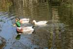 Enten im Park, Pastorswall St.