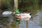 Enten im Park, Pastorswall St.