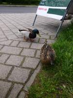 Enten am 20.05.2013 in Oybin