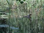 Enten in Eichgraben am 09.07.2013