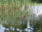 Enten in Eichgraben am 09.07.2013