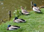 Auch dieses Stockenten erholten sich an einem Teich in Stralsund am 11.05.2016