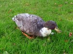 Ente auf der Jagd im Kurpark Cuxhaven, 10.9.2015