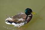 Eine Ente schwimmt auf der Donau in Budapest, 18.6.2016