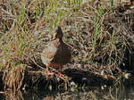 Ente am Rand der Spree im Spreewald bei Lbbenau am 04.