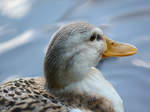 Eine Ente im Portrait