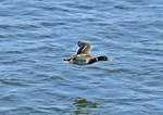 Stockente im Tiefflug ber dem Rhein in Mondorf - 06.05.2017