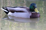 Eine Stockente schwimmt im Wasser.