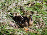 Ente mit ihren Jungen am Rand des Schlossbaches in Wetzikon, Kanton Zrich, Schweiz - 10.06.2018