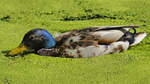 Eine Stockente Anfang Juli 2010 im Zoo Schwerin.