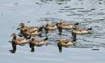 ENTENNACHWUCHS AUF DER SIEG  Diese Gruppe vom Entennachwuchs,wie ich vermute STOCKENTEN,konnte ich am 1.6.2019 beim frhlichen  Gruppenschwimmen auf der SIEG zwischen BETZDORF und WISSEN