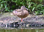 Stockente am Teich im Schillerpark Euskirchen - 23.09.2021