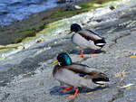 Zwei Stockenten am Ufer der Trave.