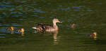 Enten-Mama mit Kken am 16.07.2022 im Inselsee im Unteren Schlossgarten in Stuttgart.