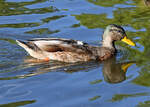 Stockente im Freizeitpark Rheinbach - 06.09.2022