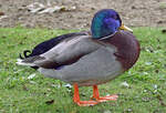 Stockente (Erpel) im Freizeitpark Rheinbach - 23.09.2023