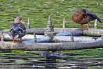 Stockenten auf einem Springbrunnenring im Schillerpark Euskirchen- 14.10.2023