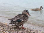 Enten am Gardasee in Peschiera del Garda am 28.7.2025