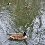 Hier zu sehen eine Kanadagans und zwei Stockenten.