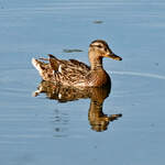 Stockente im Z�lpicher See - 19.07.2025