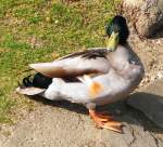 Eine Ente im Park von Schlo Benrath in Dsseldorf, 28.