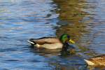 Ente auf einem Weiher bei Hofheim / Ufr., am 16.1.2011