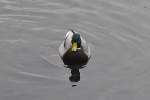 Ente, auf dem Silber See, in Hannover.