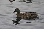 Ente, auf dem Silber See, in Hannover.