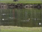 Weil am 13.02.2010 immer mehr Spaziergnger unterwegs waren, tauchten auch weitere Enten auf der Sauer auf.