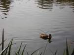 Enten im Deutsch-Franzsichen-Garten in Saarbrcken.