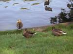 Enten im Deutsch-Franzsichen-Garten in Saarbrcken.