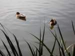 Enten im Deutsch-Franzsichen-Garten in Saarbrcken.