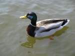 Auf dem Burgsee in Schwerin konnte ich diese Ente ablichten [23.04.2011]