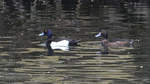 Reiherenten schwimmen in der Ruhr, so gesehen Mitte April 2021 in Witten.