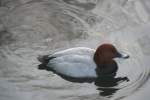 Mnnliche Tafelente (Aythya ferina) am 7.12.2009 im Zoo Dresden.