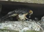 Bartgeier (Gypaetus barbatus) mit Jungtier im Tierpark Berlin