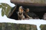 Zwei Bartgeier (Gypaetus barbatus barbatus) haben unter einem Felsvorsprung ihr Nest bezogen.