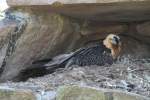 Brtender Bartgeier (Gypaetus barbatus) im Tierpark Berlin.