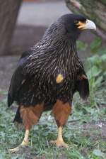 Falklandkarakara (Phalcoboenus australis) im Tierpark Berlin.