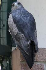 Blaubussard oder Aguja-Blauadler (Geranoaetus melanoleucus) im Tierpark Berlin.