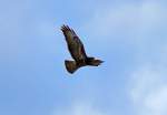 Bussard fliegt sein Revier ab.