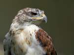 Knigsbussard  - Tierpark Berlin