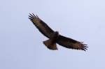 Ein Bussard ber einer Weide am Waltersberg bei Murrhardt, am 16.4.2013.