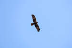 Bussard auf Beutesuche.