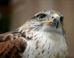 Knigsbussard - Ferruginous Hawk (Buteo regalis) - Fotografiert im Burren Birds of Prey Centre, Ballyvaughan Irland
