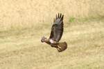 Ein Mäusebussard beim Abflug auf einem Feld bei Rietenau.