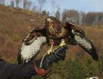 MUSEBUSSARD IM TIERPARK NIEDERFISCHBACH/SIEGERLAND  Diesen scharfen Augen entgeht nichts....Musebussard FRANZ kurz vor dem Abheben von der Hand der  Falknerin am 24.11.2019 in