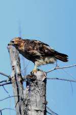 Rotschwanzbussard (Buteo jamaicensis) am 19.9.2010 in der Region James Bay in Qubec.