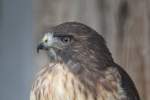 Rotschwanzbussard (Buteo jamaicensis) am 2.10.2010 in der African Lion Safari in Cambridge,Ont.